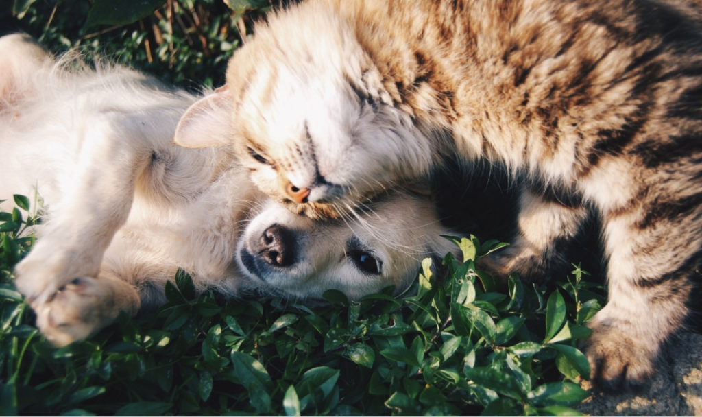 Milano, scoppia la “pet mania”: spendiamo 481 milioni di euro per i nostri amici a 4 zampe