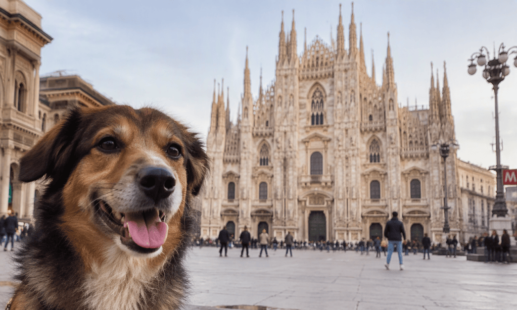 Milano a quattro zampe: 4 cani su 10 sono meticci e uno su sei vive in casa